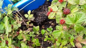 КНЯЖЕНИКА ЯГОДА СОРТ АСТРА.ФИНЛЯНДИЯ.ПИТОМНИК КНЯЖЕНИКИ МОРОШКИ.