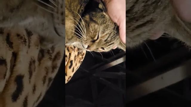 Почему у кошки выпадает шерсть,кто знает ? смотреть онлайн