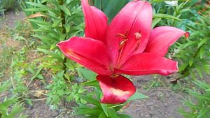 Лилия Динамикс,  ЛА-гибрид.