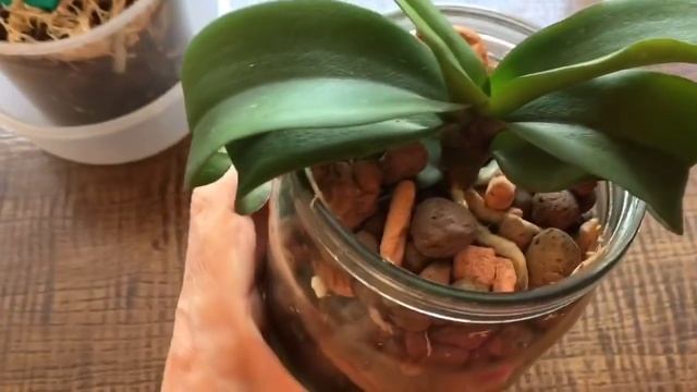 148)?Ascps.IRENE DOBKIN/ ДВА СПОСОБА ПОСАДКИ, КАКОЙ ВЫБРАТЬ ??? смотреть онлайн