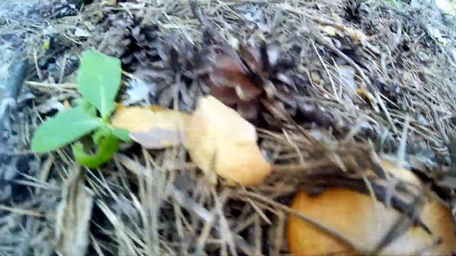 ЗА ГРИБАМИ в лес ,маслята,ищем белый гриб,август 2019! смотреть онлайн