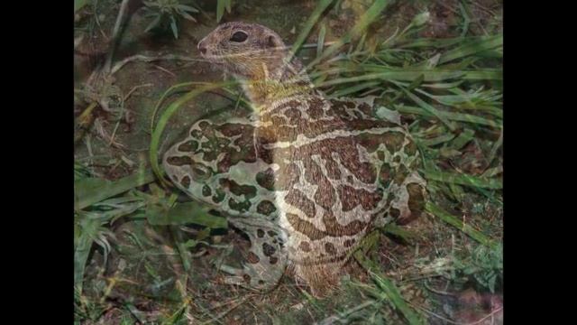 Даурский заповедник смотреть онлайн