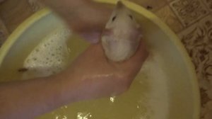 КУПАНИЕ КРЫС Можно ли купать крыс Как купать крысу Домашние крысы ДЕКОРАТИВНАЯ КРЫСА СИАМСКАЯ КРЫСА