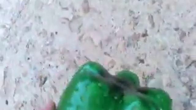 Как отделить опарыша / How to separate maggots!!!!