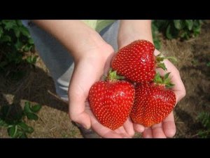 БЕСПРОБЛЕМНАЯ КЛУБНИКА СВИТ ХАРТ С САМОЙ КРАСИВОЙ ЯГОДОЙ - КЛУБНИЧНАЯ СУПЕРМОДЕЛЬ СВИТ ХАРТ
