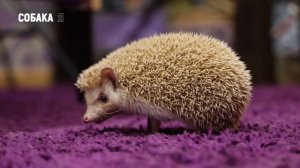 "Африканский еж"  |  Декоративный ежик | Домашний ежик | Собака я
