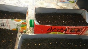 Посев астры под снег в сугроб