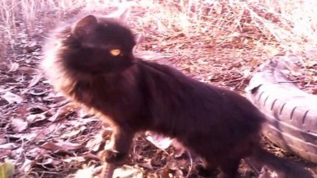 Маленькая черная кошка смотреть онлайн