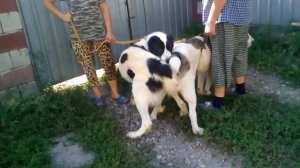 Самая правильная вязка Алабая (САО)