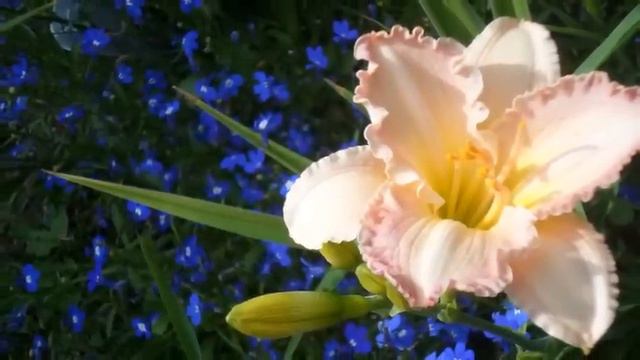 Цветочный калейдоскоп. Daylilies. Blumen. FLOWERS. Music. Красивая музыка надежды и весны. смотреть онлайн