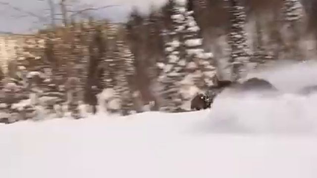 Лось бежит по глубокоснежью смотреть онлайн