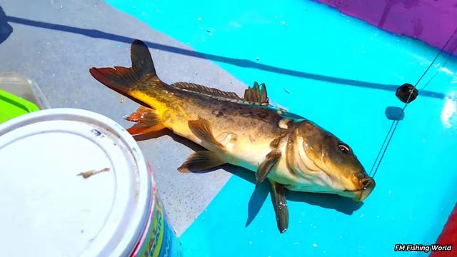 Smart Girl Hook Fishing - Traditional Hook Fishing in Village River - рыбалка відэа смотреть онлайн