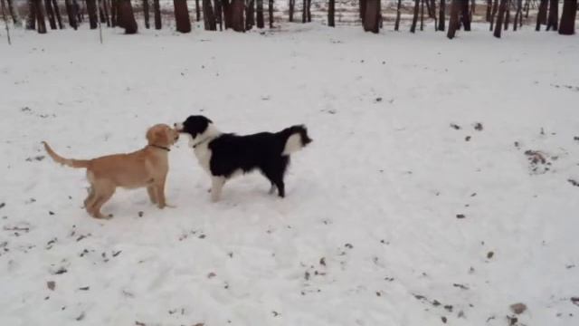 Щенок Голден ретривер часть 1