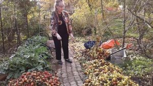 Гортензия ,флоксы черенкование ЛЕГКО !!! РЕЗУЛЬТАТ.