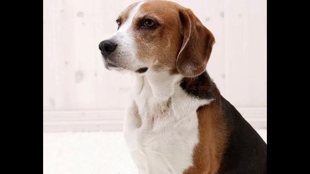 Английский фоксхаунд смотреть онлайн