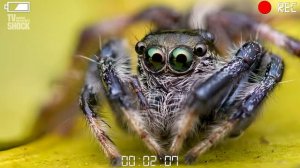 Многообразие насекомых.