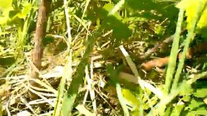 Черная смородина плодоносит после прищипывания молодых побегов.Черная смородина уход