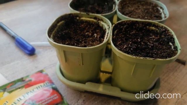 Томаты Полосатый шоколад, синяя гроздь, красный леденец. От посева до всходов.