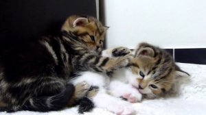 FANNY CATS Котята мило засыпают Очень умилительное видео