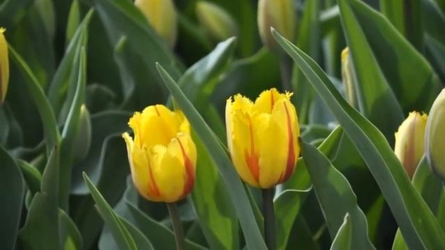 Поле тюльпанов-веденье из сказки... смотреть онлайн