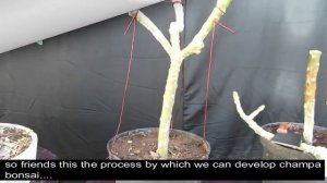 How to Make a Bonsai/Plumeria/Champa