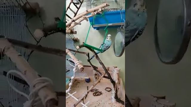 Попугай Кеша купается