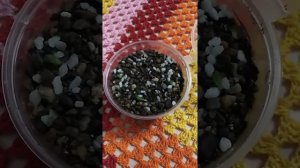 Хавортия из семян, проверка на всхожесть