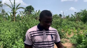 TURMERIC FARMING IN AFRICA WILL MAKE YOU RICH FASTER THAN GINGER