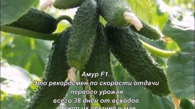 Огурец.Ранние сорта. смотреть онлайн