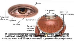 Повреждение роговицы глаза у собак: лечение
