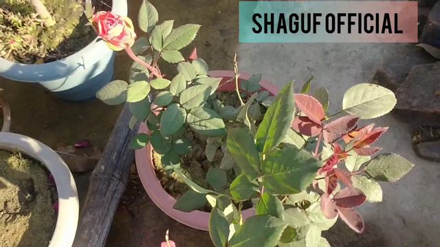 Rose Flower | Hybrid Tea Rose смотреть онлайн