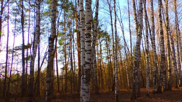 Апрельская прогулка на кануне Светлой Пасхи(Видео стих - дебют)  - Алексей Доктор Леший -  бард