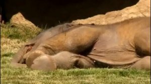 Работники зоопарка бегут на помощь после того, как мать слониха не может разбудить своего детеныша!