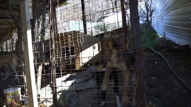 Решение проблемы бездомных животных - мобильный пункт стерилизации смотреть онлайн