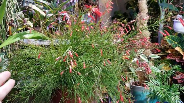 Firecracker Plant! Russellia Equisetiformis || Hummingbird Magnet! смотреть онлайн