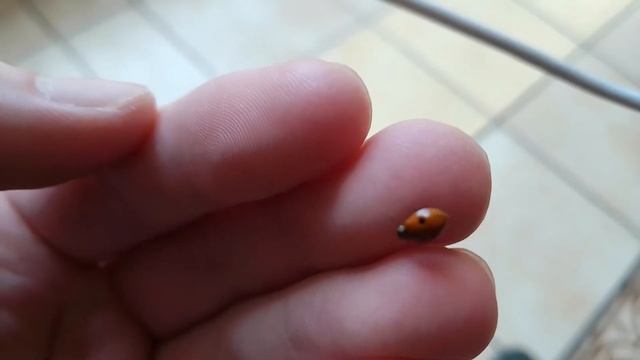 Божья коровка ? у меня на руке смотреть онлайн