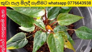 anthurium wagawa sinhala | beautiful anthurium | ඇන්තූරියම් වගාවේ රහස් | ඇන්තූරියම් පැල