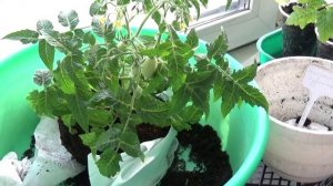 Овощной квартирник. Как спасти залитое растение.mp4