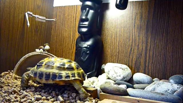 Апельсин против черепахи смотреть онлайн