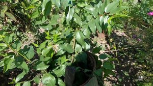 Выращивание Зизифуса в северных регионах