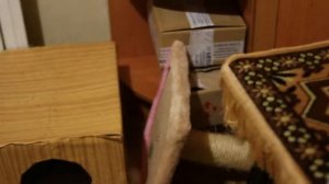 Кошачья мята на когтеточке