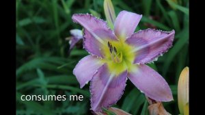 Daylily Seedlings 2019