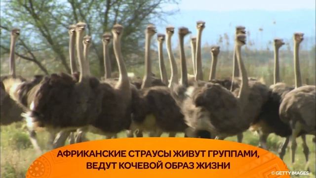 ИНТЕРЕСНАЯ ПТАШКА: АФРИКАНСКИЙ СТРАУС смотреть онлайн