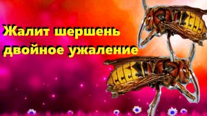 🐝 Жалит шершень ⧸ двойное ужаление 🐝