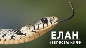 БЕЛӘСЕМ КИЛӘ: елан / Змея / Snake