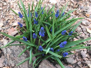 Как сделать грядки выше и полезнее для растений.Подкормка роз.