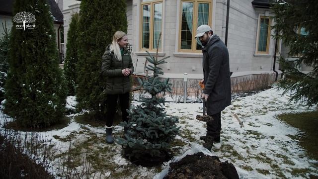 Как посадить ель 