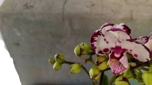 Новые орхидеи. Орхидея Yuka, орхидея Yellow tiger,  орхидея Зигопеталум. Новинки коллекции орхидей.