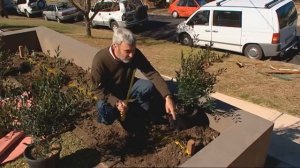 Burke's Backyard, How To Plant A Hedge