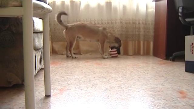 Канал ОТС собака грызет вещи смотреть онлайн